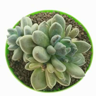 Pachyveria 'Blue mist' - Giromagi