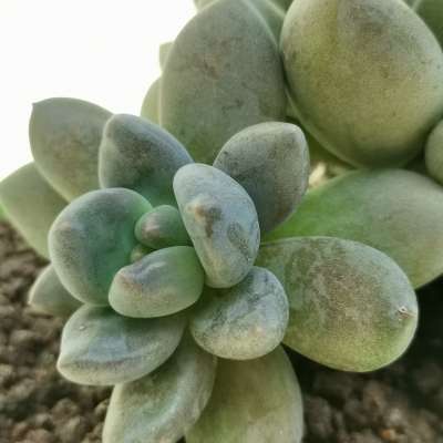 Pachyveria 'Blue mist' - Giromagi
