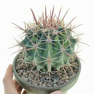 Ferocactus hybrid f. variegata