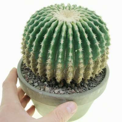 Echinocactus grusonii var. inermis (Cuscino della suocera)