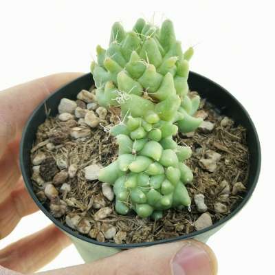 Dolichothele longimamma f. mostruosa