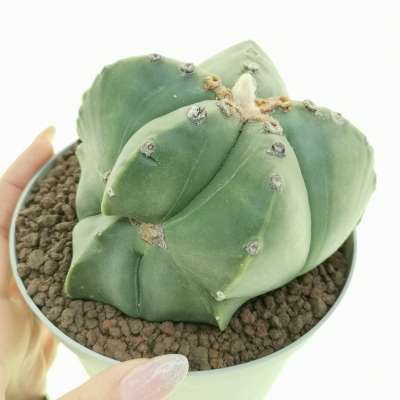 Astrophytum myriostigma cv. fukuryu (Type A) irregular ribs