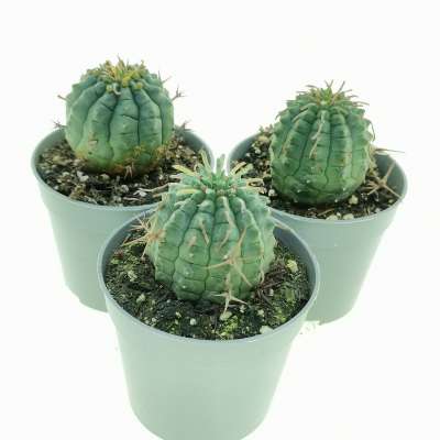 Euphorbia stellispina 1+1=3 - Giromagi