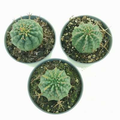 Euphorbia stellispina 1+1=3 - Giromagi