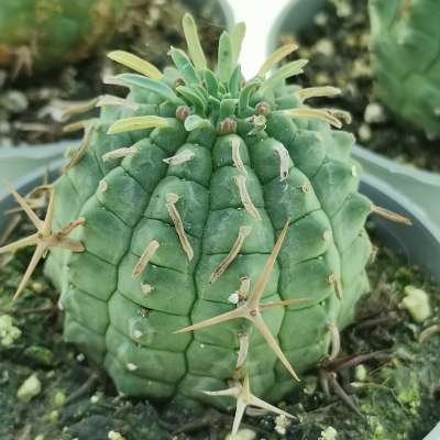 Euphorbia stellispina 1+1=3 - Giromagi