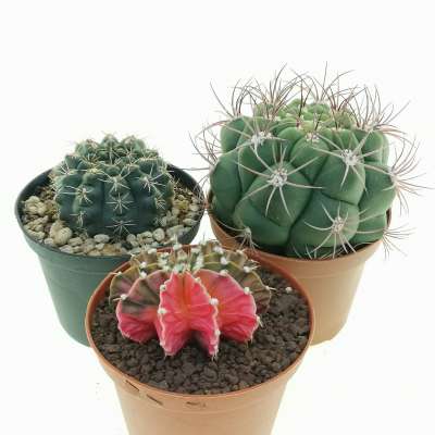 Gymnocalycium Mix