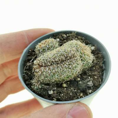 Sulcorebutia canigueralii f. crestata