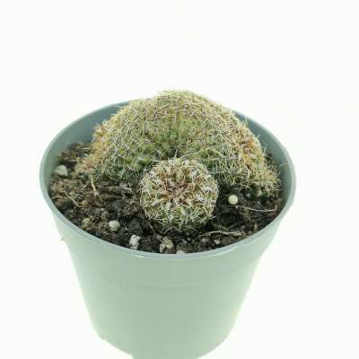 Sulcorebutia canigueralii f. crestata - Giromagi