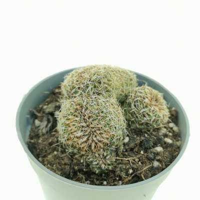 Sulcorebutia canigueralii f. crestata - Giromagi