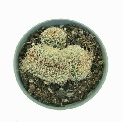 Sulcorebutia canigueralii f. crestata - Giromagi