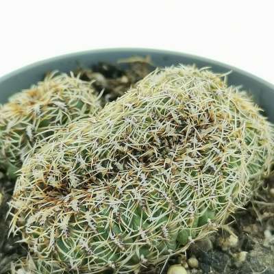 Sulcorebutia canigueralii f. crestata - Giromagi