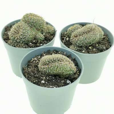 Sulcorebutia canigueralii f. crestata - Giromagi