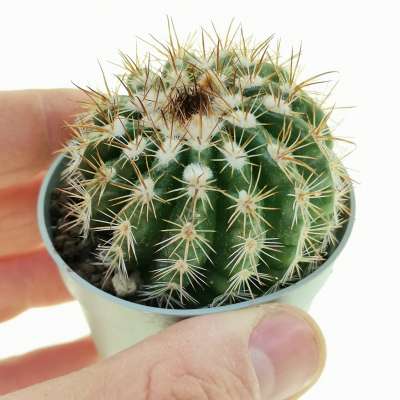 Parodia mairanana