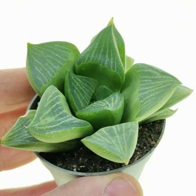 Haworthia magnifica var. acuminata