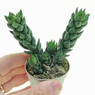 Haworthia reinwardtii