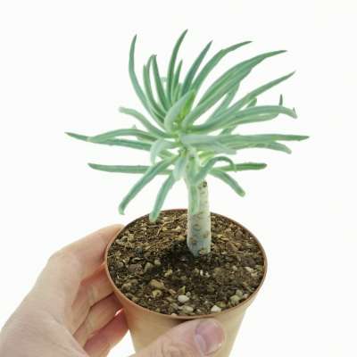 Tylecodon pearsonii
