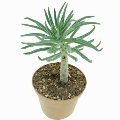 Tylecodon pearsonii - Giromagi