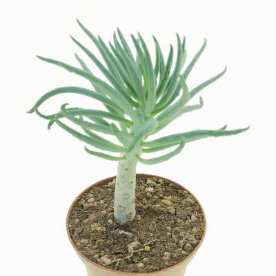 Tylecodon pearsonii - Giromagi