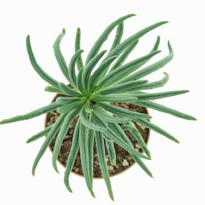 Tylecodon pearsonii - Giromagi