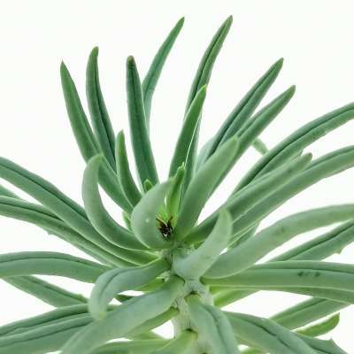 Tylecodon pearsonii - Giromagi