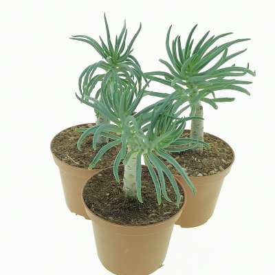 Tylecodon pearsonii - Giromagi
