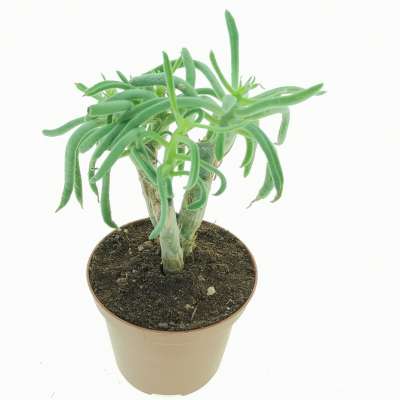 Tylecodon leucothrix - Giromagi