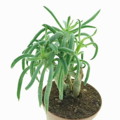 Tylecodon leucothrix - Giromagi