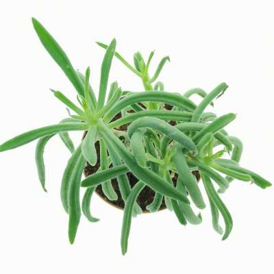 Tylecodon leucothrix - Giromagi