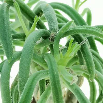 Tylecodon leucothrix - Giromagi