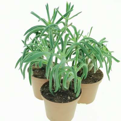 Tylecodon leucothrix - Giromagi