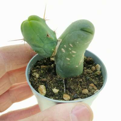 Trichocereus bridgesii mostruoso