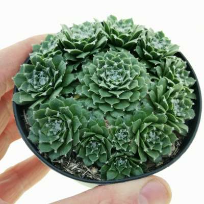 Sempervivum arachnoideum 'Cebenese'