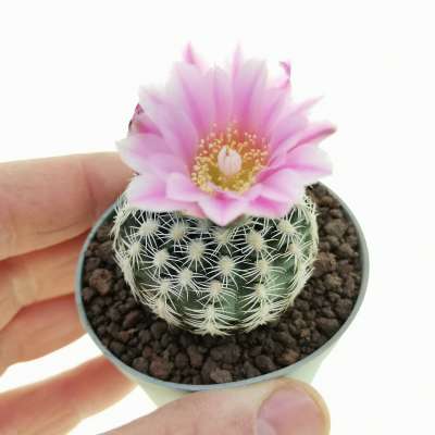 Gymnocalycium bruchii