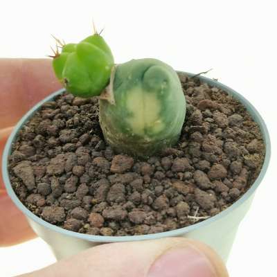 Trichocereus bridgesii mostruoso variegato (Own roots)
