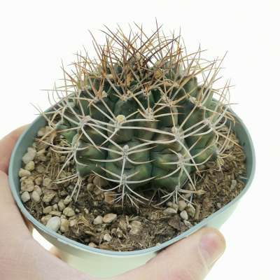 Gymnocalycium moserianum