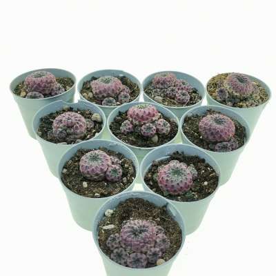 Sulcorebutia rauschii f. violacidermis 10 pcs.