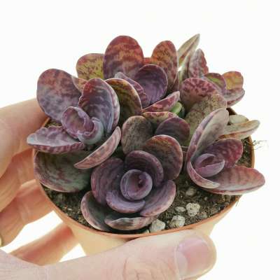 Kalanchoe humilis