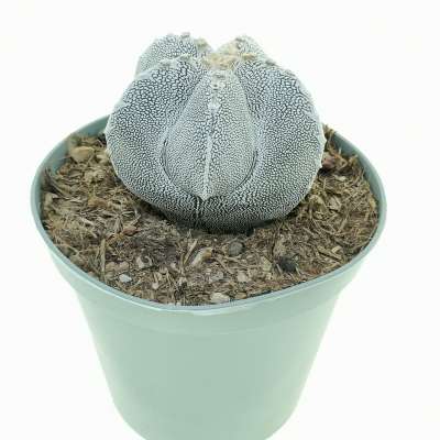 Astrophytum myriostigma cv. Onzuka irregular ribs tricostatum - Giromagi
