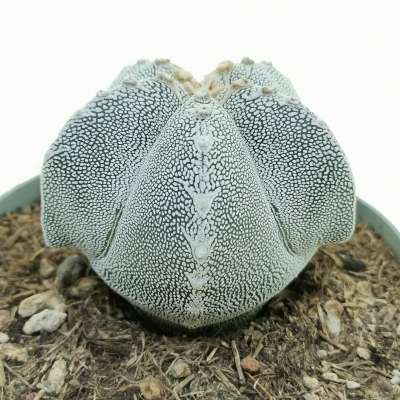 Astrophytum myriostigma cv. Onzuka irregular ribs tricostatum - Giromagi