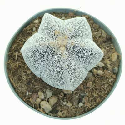 Astrophytum myriostigma cv. Onzuka irregular ribs tricostatum - Giromagi
