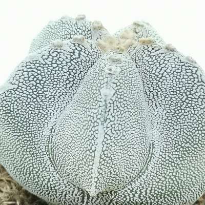 Astrophytum myriostigma cv. Onzuka irregular ribs tricostatum - Giromagi