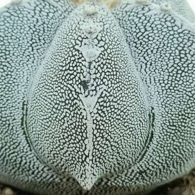 Astrophytum myriostigma cv. Onzuka irregular ribs tricostatum - Giromagi