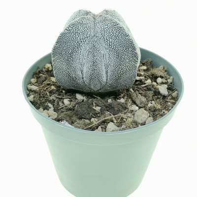 Astrophytum myriostigma cv. Onzuka fukuryu (Type A) quadricostatum - Giromagi