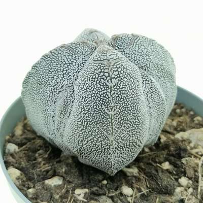 Astrophytum myriostigma cv. Onzuka fukuryu (Type A) quadricostatum - Giromagi