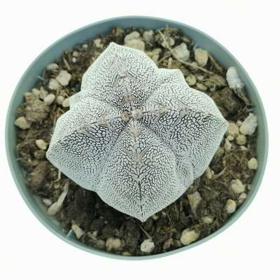 Astrophytum myriostigma cv. Onzuka fukuryu (Type A) quadricostatum - Giromagi
