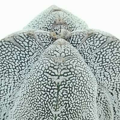 Astrophytum myriostigma cv. Onzuka fukuryu (Type A) quadricostatum - Giromagi