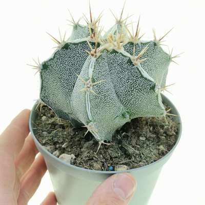 Astrophytum ornatum cv. Haku-jo