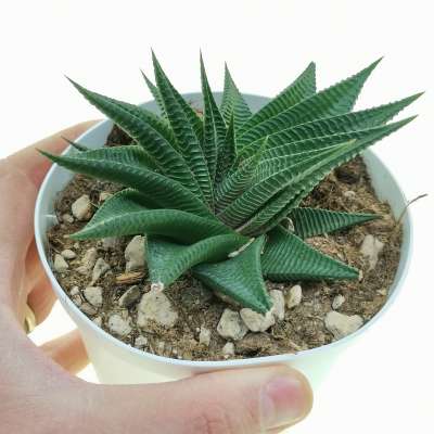 Haworthia limifolia f. spiralis