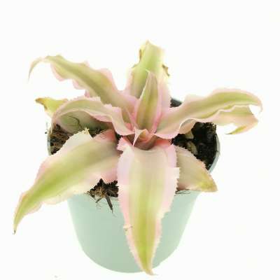 Cryptanthus bivittatus 'Pink Starlight' - Giromagi