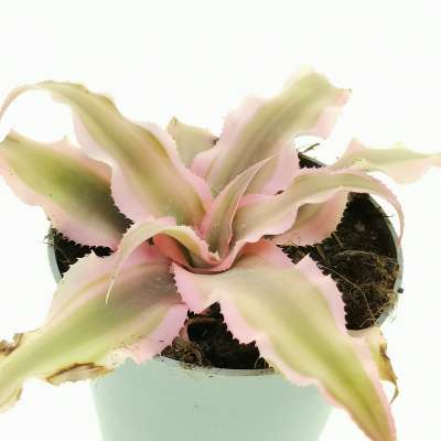 Cryptanthus bivittatus 'Pink Starlight' - Giromagi